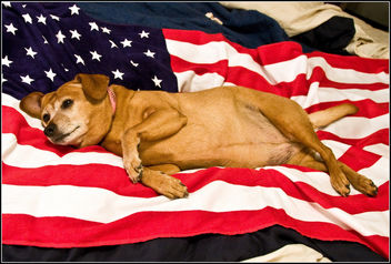 LG: 4th of July Pin-Up Dog? - image gratuit #280147